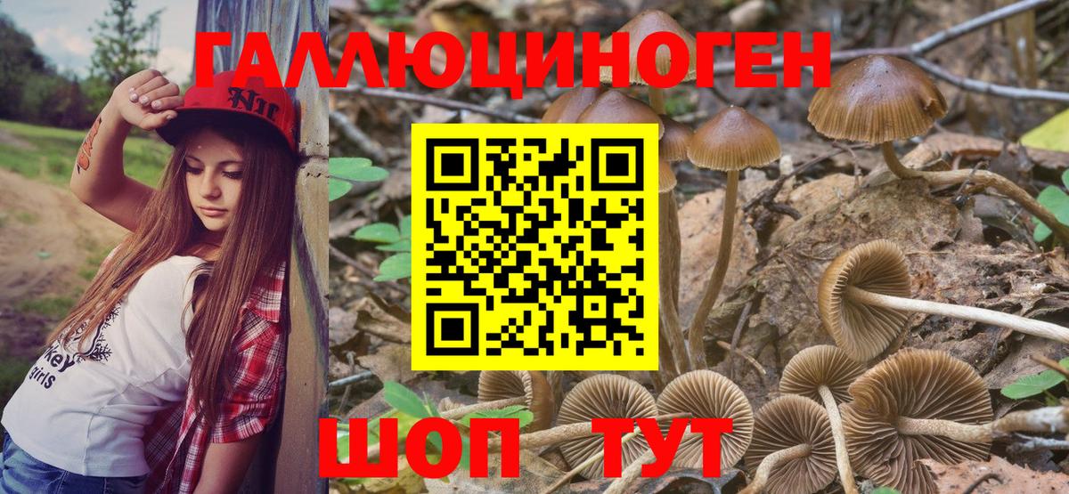 Псилоцибиновые грибы Psilocybine cubensis Ивантеевка